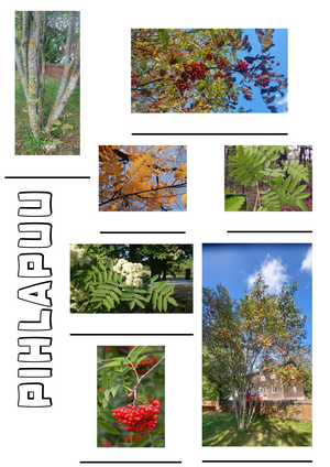 Pihlapuu_tuuleht.pdf