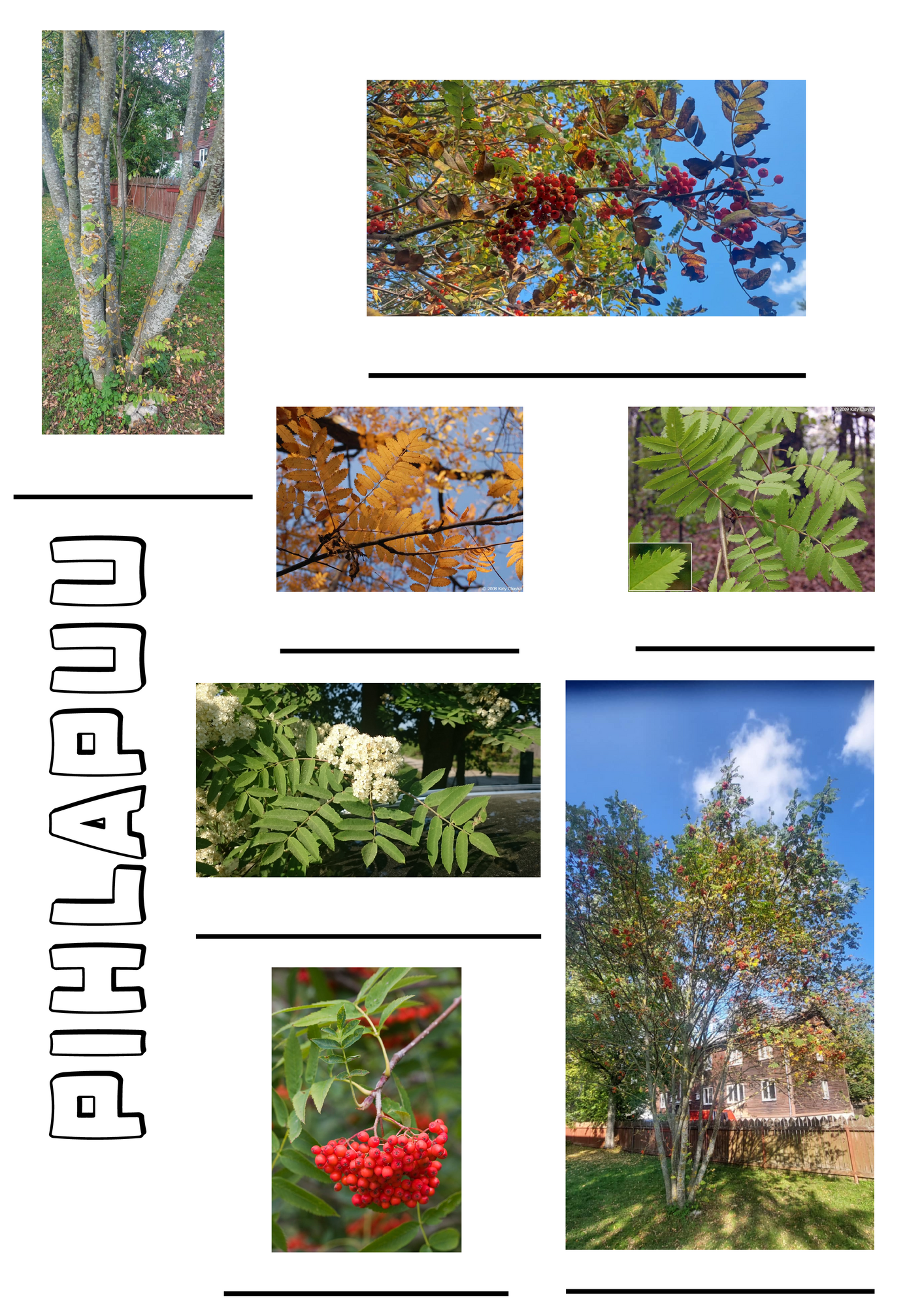 Pihlapuu_tuuleht.pdf