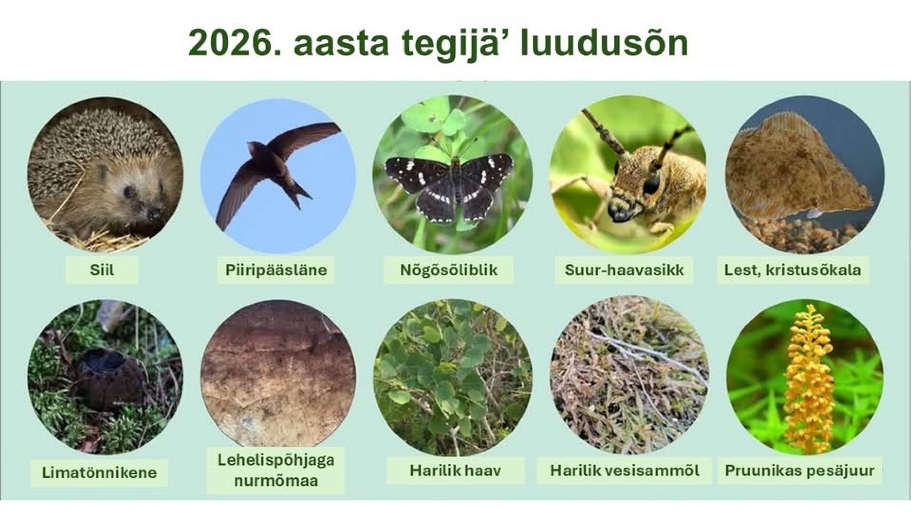 2026._aasta_tegijaq_luuduson_.jpg