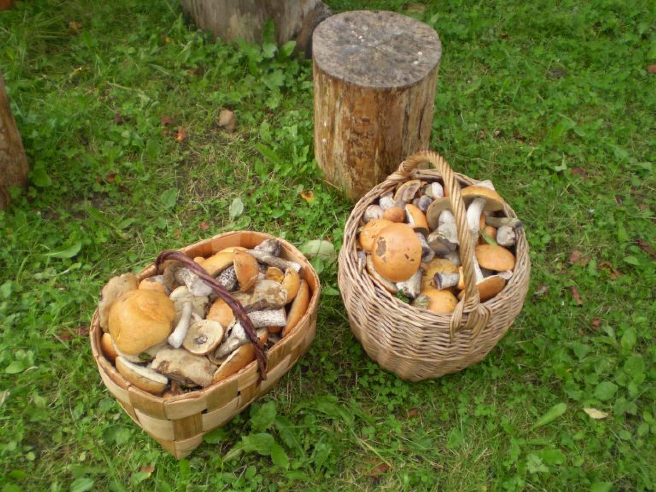 tark_ni_hummogu_ku_6dagu.jpg